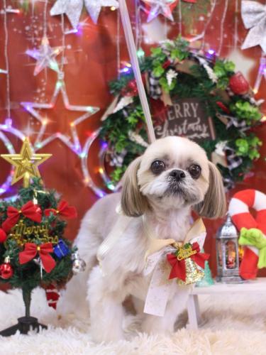 20231217ちょびくん